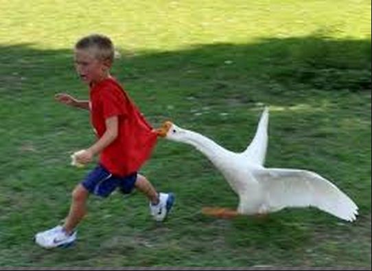 goose chase Blank Meme Template