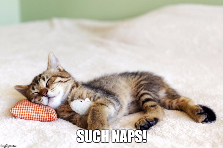 Sleeping cat | SUCH NAPS! | image tagged in sleeping cat | made w/ Imgflip meme maker