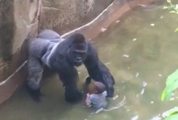 High Quality Last Moments of HARAMBE Blank Meme Template