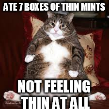 ATE 7 BOXES OF THIN MINTS NOT FEELING THIN AT ALL | image tagged in fat cat | made w/ Imgflip meme maker