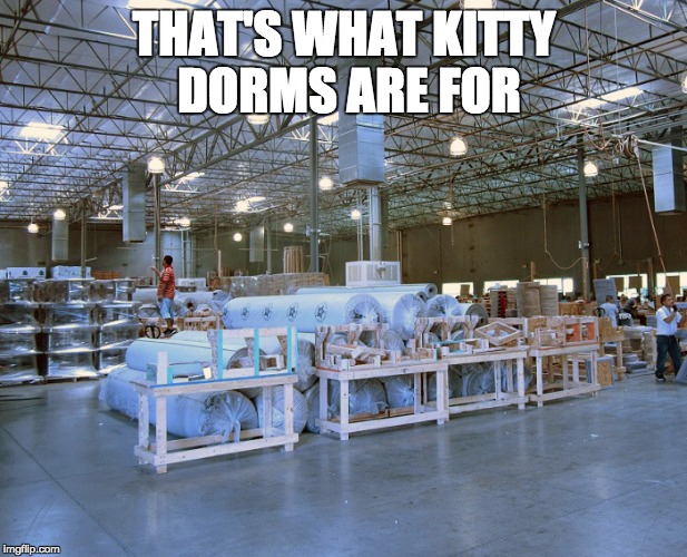 THAT'S WHAT KITTY DORMS ARE FOR | made w/ Imgflip meme maker