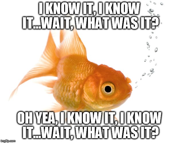 Bad Memory Goldfish | I KNOW IT, I KNOW IT...WAIT, WHAT WAS IT? OH YEA, I KNOW IT, I KNOW IT...WAIT, WHAT WAS IT? | image tagged in bad memory goldfish | made w/ Imgflip meme maker