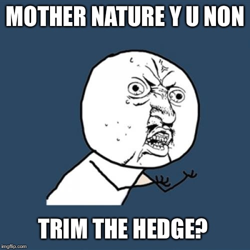 Y U No Meme | MOTHER NATURE Y U NON TRIM THE HEDGE? | image tagged in memes,y u no | made w/ Imgflip meme maker