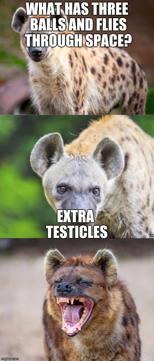 e.e | WHAT HAS THREE BALLS AND FLIES THROUGH SPACE? EXTRA TESTICLES | image tagged in bad pun hyena | made w/ Imgflip meme maker