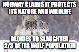 Wolf slaughter in Norway | NORWAY CLAIMS IT PROTECTS ITS NATURE AND WILDLIFE; DECIDES TO SLAUGHTER 2/3 OF ITS WOLF POPULATION | image tagged in wolf,norway | made w/ Imgflip meme maker