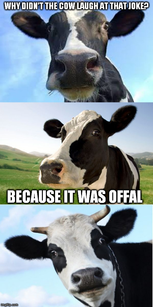 Bad Pun Cow | WHY DIDN'T THE COW LAUGH AT THAT JOKE? BECAUSE IT WAS OFFAL | image tagged in bad pun cow | made w/ Imgflip meme maker