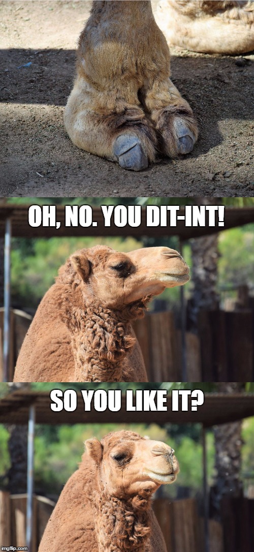 camel toe Memes & GIFs - Imgflip