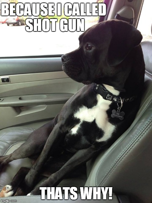 Shot Gun! | BECAUSE I CALLED SHOT GUN; THATS WHY! | image tagged in dogs,front seat,dog life | made w/ Imgflip meme maker