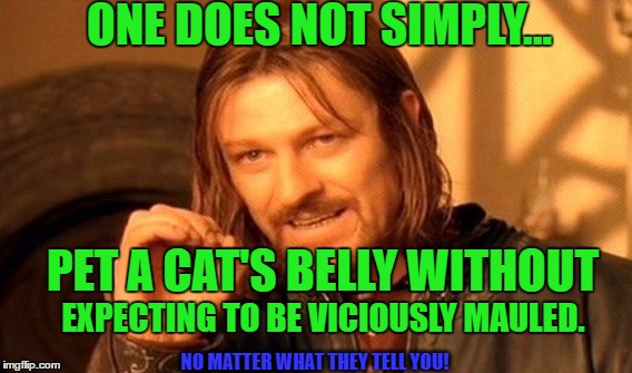 One Does Not Simply Meme | ONE DOES NOT SIMPLY... PET A CAT'S BELLY WITHOUT; EXPECTING TO BE VICIOUSLY MAULED. NO MATTER WHAT THEY TELL YOU! | image tagged in memes,one does not simply | made w/ Imgflip meme maker