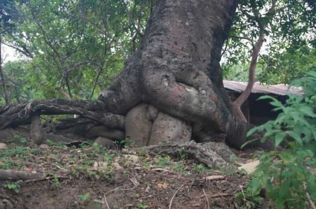 image tagged in funny,tree,nature
