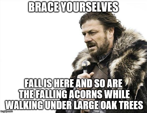 Fall Is Here | BRACE YOURSELVES; FALL IS HERE AND SO ARE THE FALLING ACORNS WHILE WALKING UNDER LARGE OAK TREES | image tagged in memes,brace yourselves x is coming,acorns,fall,leaves,oak trees | made w/ Imgflip meme maker