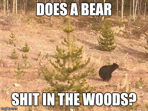 DOES A BEAR; SHIT IN THE WOODS? | image tagged in bear gone wild | made w/ Imgflip meme maker