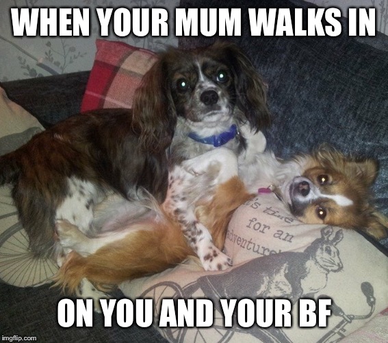 Awkward!  | WHEN YOUR MUM WALKS IN; ON YOU AND YOUR BF | image tagged in dogs,funny,funny dogs,rude,cheeky,boyfriend | made w/ Imgflip meme maker