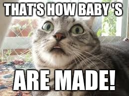 HAHAHA | THAT'S HOW BABY 'S; ARE MADE! | image tagged in hahaha | made w/ Imgflip meme maker
