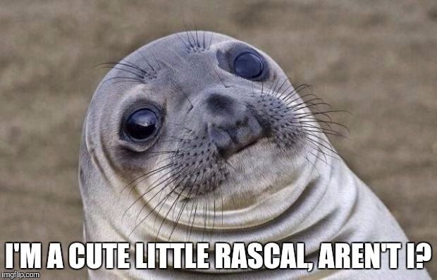 Awkward Moment Sealion | I'M A CUTE LITTLE RASCAL, AREN'T I? | image tagged in memes,awkward moment sealion | made w/ Imgflip meme maker
