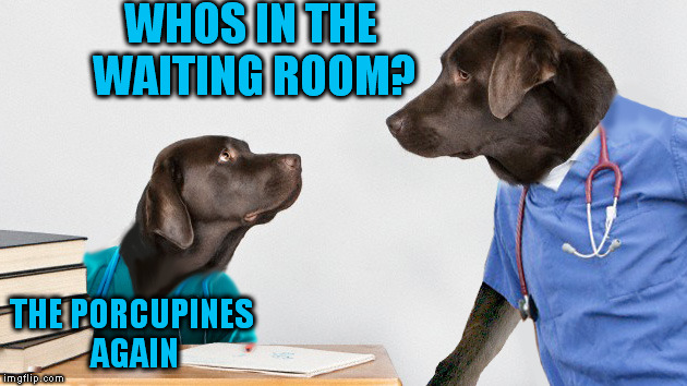 WHOS IN THE WAITING ROOM? THE PORCUPINES AGAIN | made w/ Imgflip meme maker