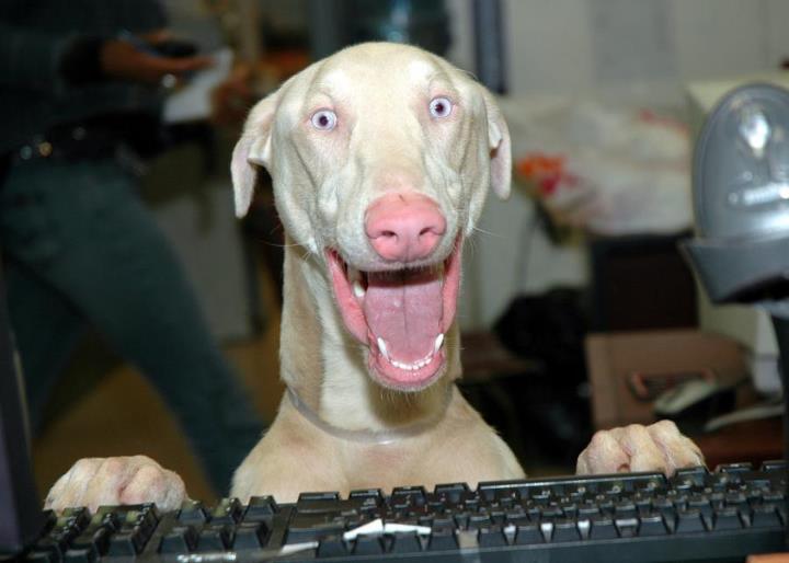 High Quality Dog Keyboard Blank Meme Template