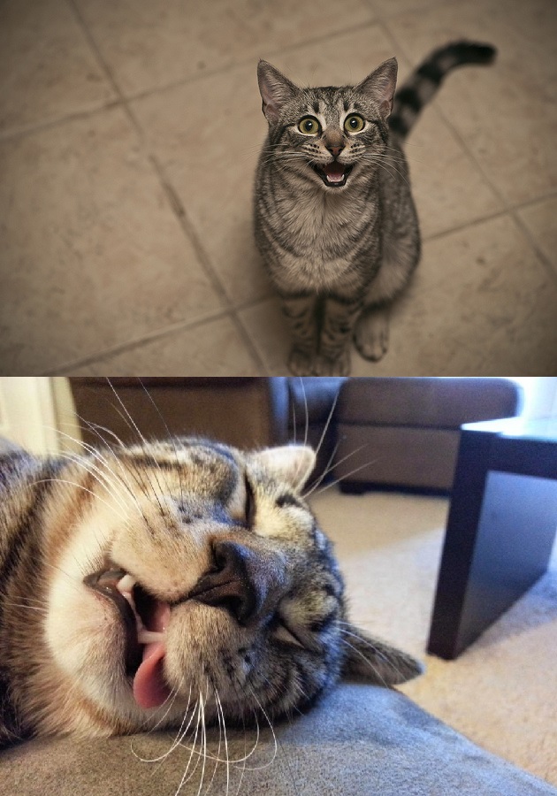 excited exhausted cats Blank Meme Template