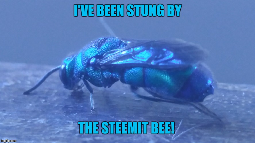 I'VE BEEN STUNG BY; THE STEEMIT BEE! | made w/ Imgflip meme maker