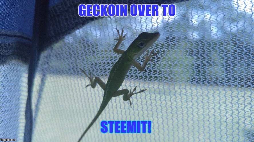 GECKOIN OVER TO; STEEMIT! | made w/ Imgflip meme maker