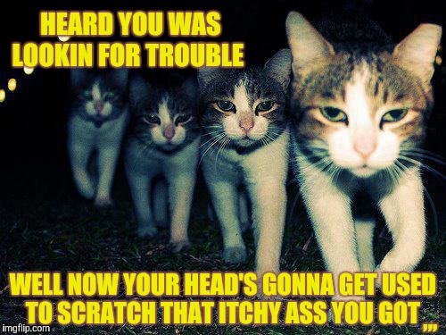 Wrong Neighboorhood Cats Meme | HEARD YOU WAS      LOOKIN FOR TROUBLE; ,,, WELL NOW YOUR HEAD'S GONNA GET USED TO SCRATCH THAT ITCHY ASS YOU GOT | image tagged in memes,wrong neighboorhood cats | made w/ Imgflip meme maker
