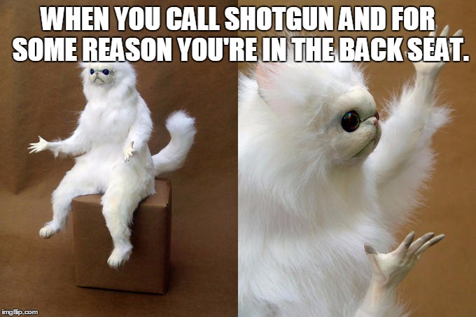 Persian Cat Room Guardian | WHEN YOU CALL SHOTGUN AND FOR SOME REASON YOU'RE IN THE BACK SEAT. | image tagged in memes,persian cat room guardian | made w/ Imgflip meme maker