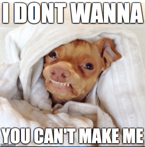 Some days you're just better-off letting me stay in bed. | I DONT WANNA; YOU CAN'T MAKE ME | image tagged in tuna dog meme,bed,memes,blanket,pupper | made w/ Imgflip meme maker