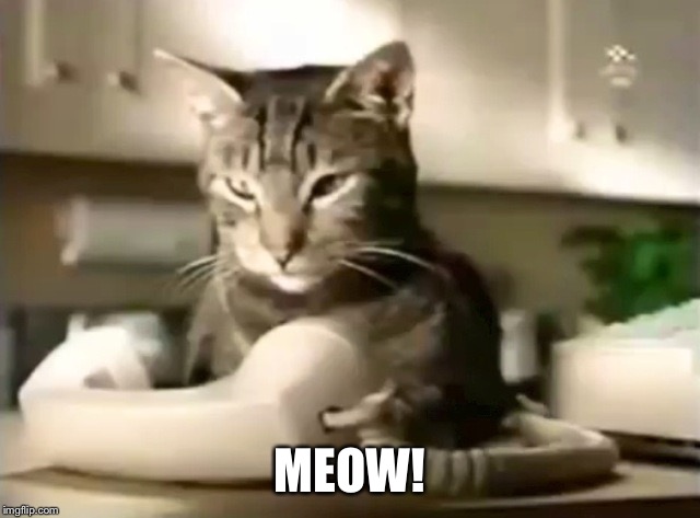 Meow! | MEOW! | image tagged in cat telephone,memes,meow mix,cute | made w/ Imgflip meme maker