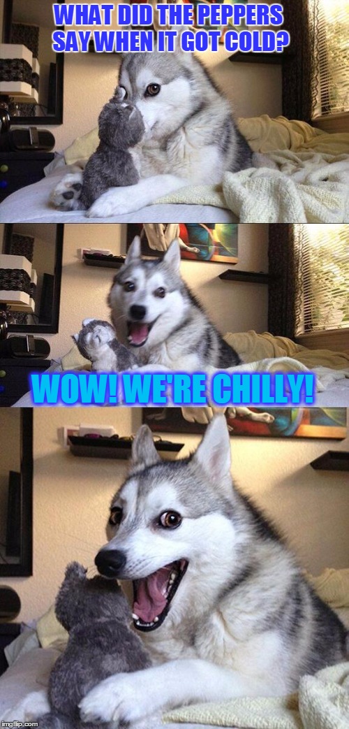 COLD SPICE | WHAT DID THE PEPPERS SAY WHEN IT GOT COLD? WOW! WE'RE CHILLY! | image tagged in memes,bad pun dog,funny memes,red hot chili peppers | made w/ Imgflip meme maker