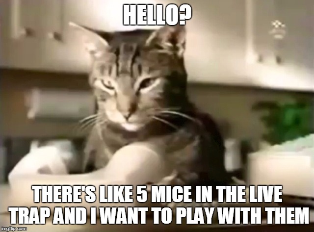 cat telephone | HELLO? THERE'S LIKE 5 MICE IN THE LIVE TRAP AND I WANT TO PLAY WITH THEM | image tagged in cat telephone | made w/ Imgflip meme maker