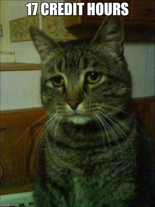 Depressed Cat | 17 CREDIT HOURS | image tagged in memes,depressed cat | made w/ Imgflip meme maker