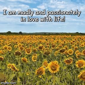 Machenbach sunflower fields | I am madly and passionately in love with life! | image tagged in machenbach sunflower fields | made w/ Imgflip meme maker