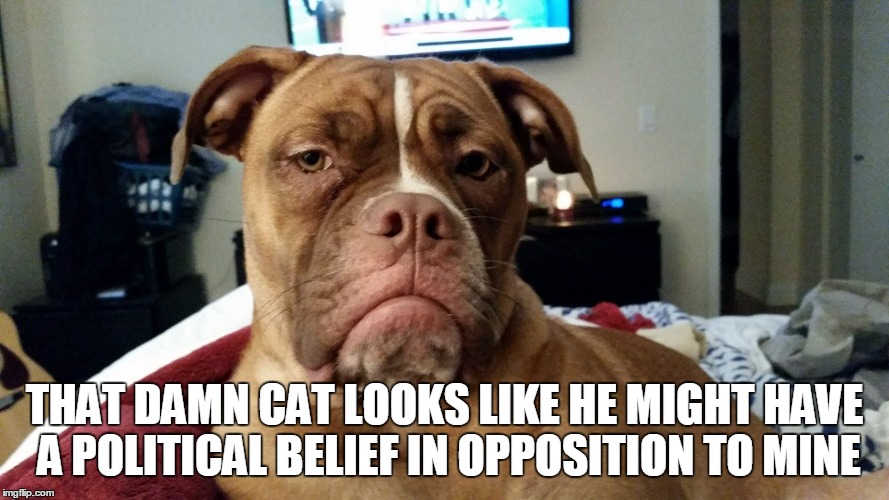 THAT DAMN CAT LOOKS LIKE HE MIGHT HAVE A POLITICAL BELIEF IN OPPOSITION TO MINE | made w/ Imgflip meme maker