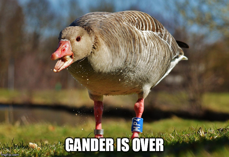 GANDER IS OVER | made w/ Imgflip meme maker