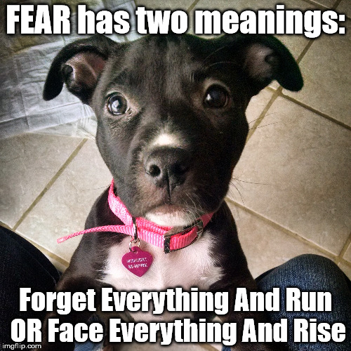 FEAR | FEAR has two meanings:; Forget Everything And Run OR Face Everything And Rise | image tagged in fear,dogs,pitbull,puppy,inspirational quote,memes | made w/ Imgflip meme maker