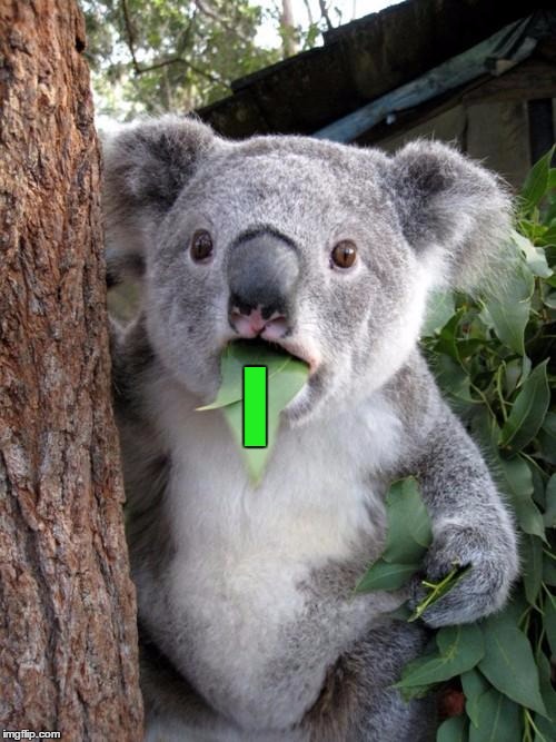 Surprised Koala | I | image tagged in memes,surprised koala | made w/ Imgflip meme maker