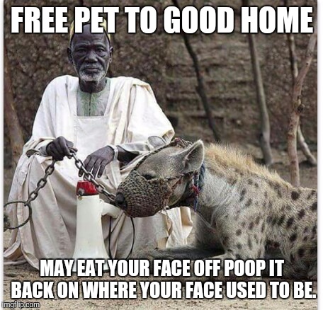 Poop on your skull | FREE PET TO GOOD HOME; MAY EAT YOUR FACE OFF POOP IT BACK ON WHERE YOUR FACE USED TO BE. | image tagged in free speech,poop face | made w/ Imgflip meme maker