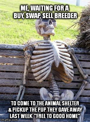 Waiting Skeleton | ME, WAITING FOR A BUY, SWAP, SELL BREEDER; TO COME TO THE ANIMAL SHELTER & PICKUP THE PUP THEY GAVE AWAY LAST WEEK 
"FREE TO GOOD HOME" | image tagged in memes,waiting skeleton | made w/ Imgflip meme maker