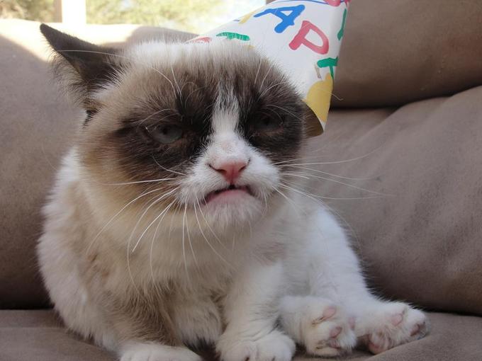 High Quality Grumpy Cat Party Blank Meme Template