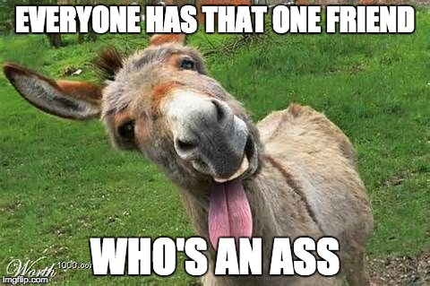 Laughing Donkey | EVERYONE HAS THAT ONE FRIEND; WHO'S AN ASS | image tagged in laughing donkey | made w/ Imgflip meme maker