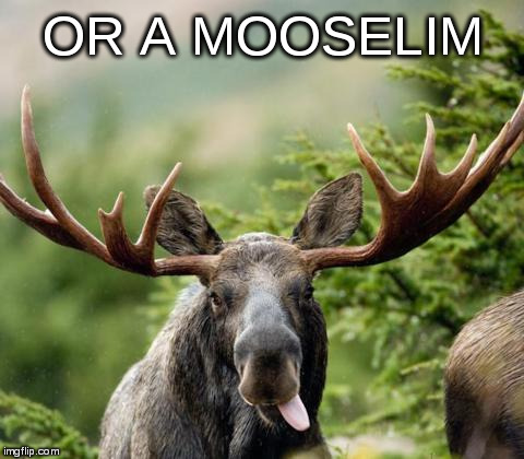 mainiac moose | OR A MOOSELIM | image tagged in mainiac moose | made w/ Imgflip meme maker