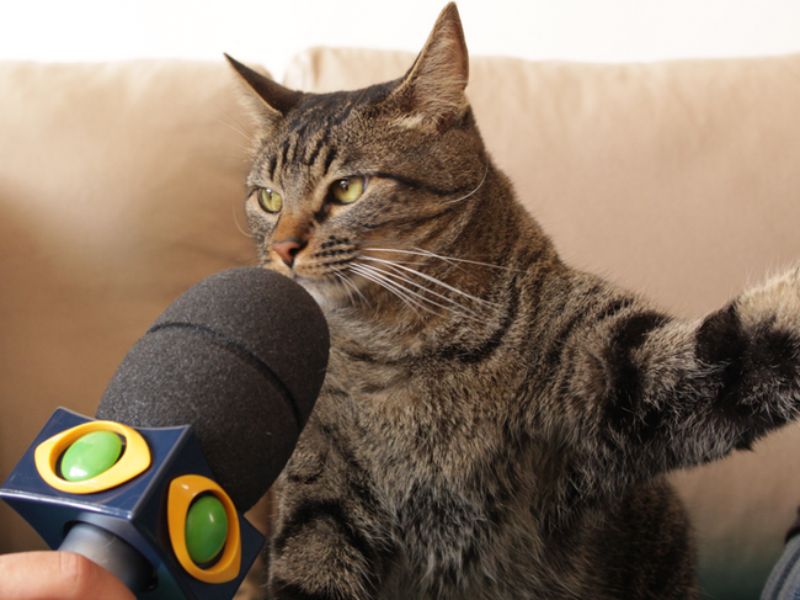 High Quality gato entrevista Blank Meme Template