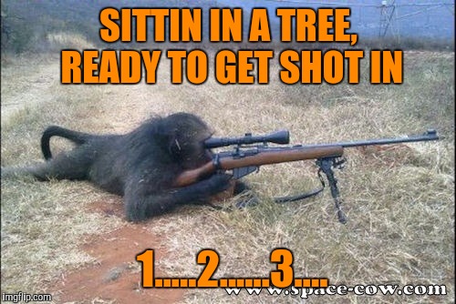 Gorilla Warfare | SITTIN IN A TREE, READY TO GET SHOT IN 1.....2......3.... | image tagged in gorilla warfare | made w/ Imgflip meme maker