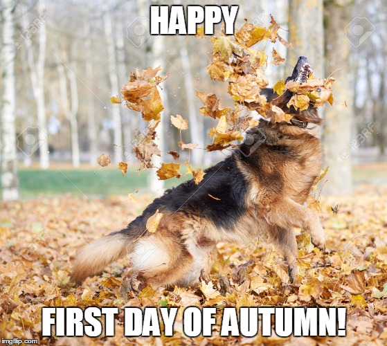 happy first day of autumn | HAPPY; FIRST DAY OF AUTUMN! | image tagged in german shepherd | made w/ Imgflip meme maker