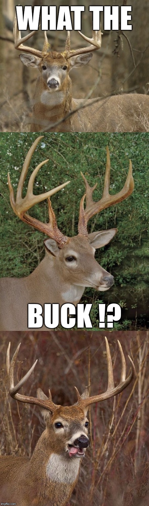 WTB? | WHAT THE; BUCK !? | image tagged in bad pun buck,animals,bad puns,memes | made w/ Imgflip meme maker