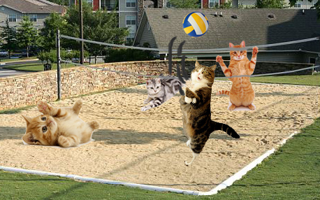 High Quality cat volleyball Blank Meme Template