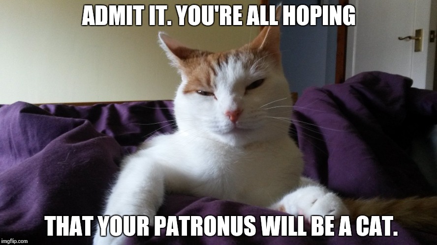 Admit it. You're all hoping that your Patronus will be a cat. | ADMIT IT. YOU'RE ALL HOPING; THAT YOUR PATRONUS WILL BE A CAT. | image tagged in harry potter,cats,cat,funny cats,patronus | made w/ Imgflip meme maker