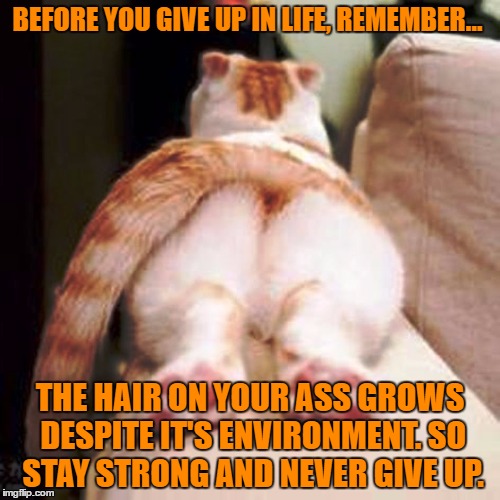 hairy ass | BEFORE YOU GIVE UP IN LIFE, REMEMBER…; THE HAIR ON YOUR ASS GROWS DESPITE IT'S ENVIRONMENT. SO STAY STRONG AND NEVER GIVE UP. | image tagged in cat butt,hairy ass,positive thinking,funny,funny memes | made w/ Imgflip meme maker