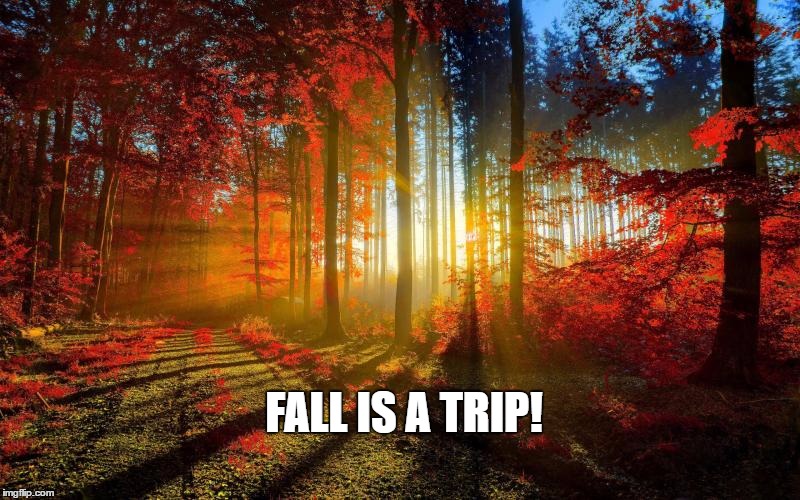 fall trees | FALL IS A TRIP! | image tagged in fall trees | made w/ Imgflip meme maker