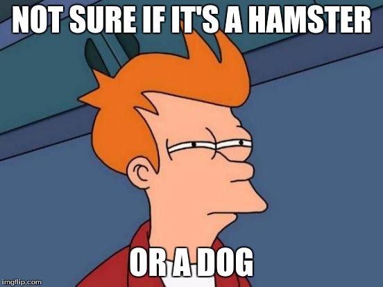 Futurama Fry Meme | NOT SURE IF IT'S A HAMSTER OR A DOG | image tagged in memes,futurama fry | made w/ Imgflip meme maker